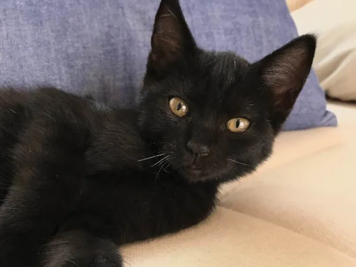 Gato ra a  idade 2 a 6 meses nome Batman e Ben