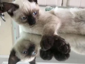 Gato raça  idade 2 a 6 meses nome Batman e Ben