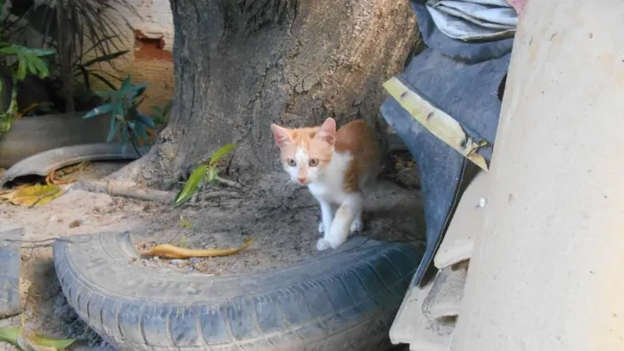 Cachorro ra a  idade 2 a 6 meses nome Sem nome 