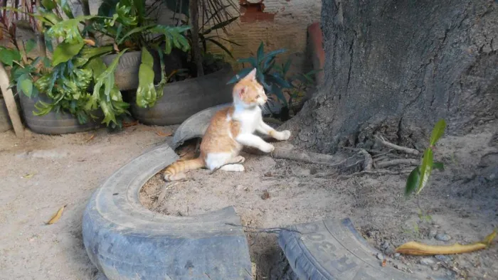 Cachorro ra a  idade 2 a 6 meses nome Sem nome 