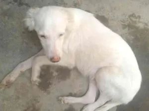 Cachorro raça Vila lata idade 2 a 6 meses nome Rinthy