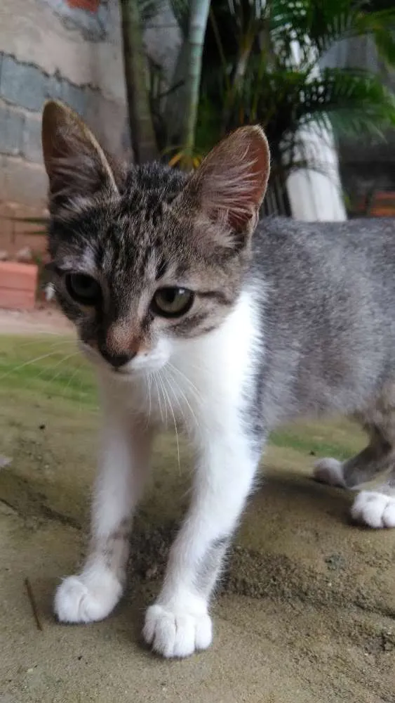 Gato ra a Srd idade 2 a 6 meses nome Nina, Floky e Nick