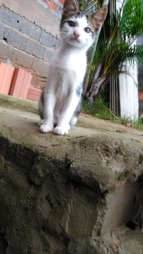 Gato ra a Srd idade 2 a 6 meses nome Nina, Floky e Nick