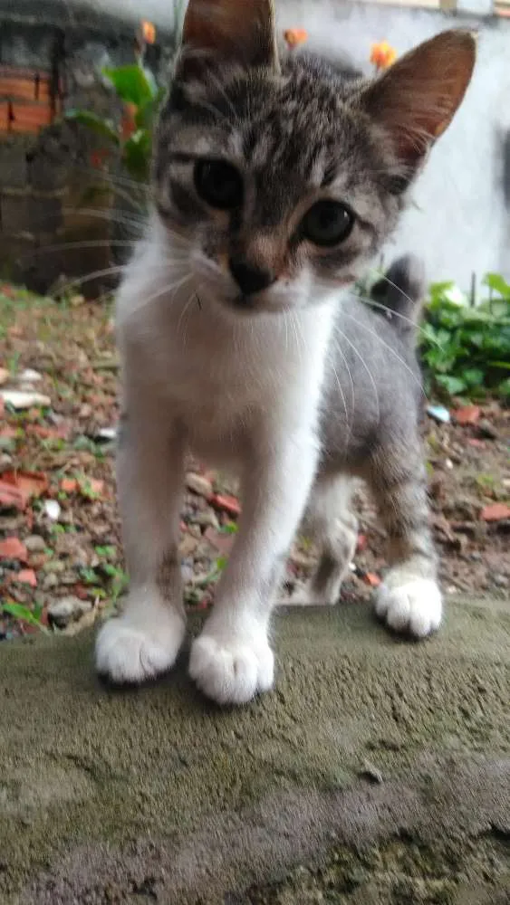 Gato ra a Srd idade 2 a 6 meses nome Nina, Floky e Nick