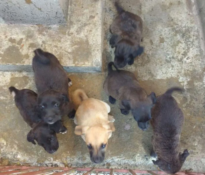 Cachorro ra a  idade 2 a 6 meses nome Estão sem nomes