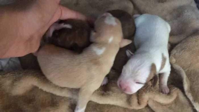 Cachorro ra a Vira lata idade Abaixo de 2 meses nome Filhotes