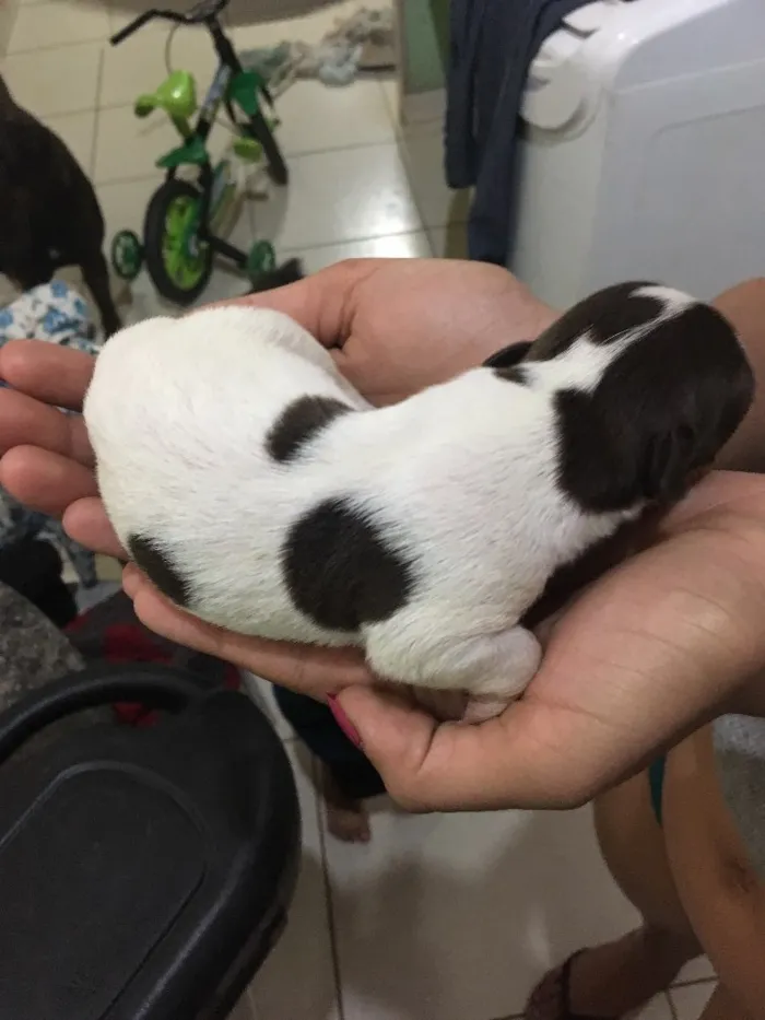Cachorro ra a Vira lata idade Abaixo de 2 meses nome Filhotes