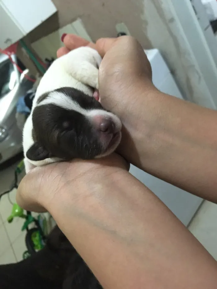Cachorro ra a Vira lata idade Abaixo de 2 meses nome Filhotes