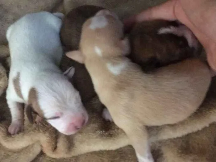 Cachorro ra a Vira lata idade Abaixo de 2 meses nome Filhotes