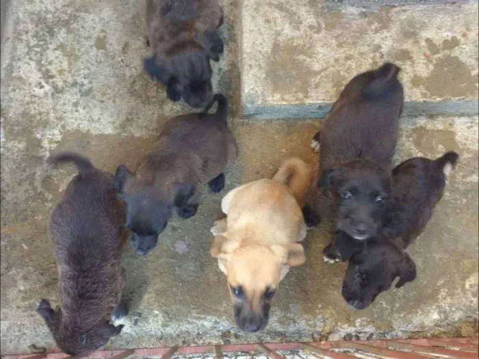 Cachorro ra a  idade 2 a 6 meses nome Estão sem nomes