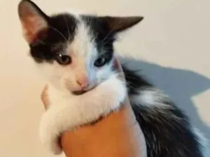 Gato raça SRD idade 2 a 6 meses nome Sem nome ainda.