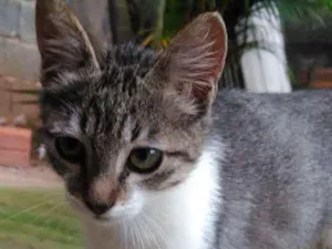 Gato raça Srd idade 2 a 6 meses nome Nina, Floky e Nick