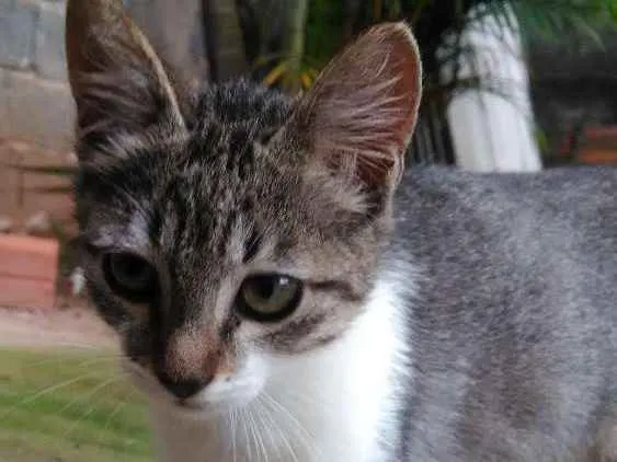 Gato ra a Srd idade 2 a 6 meses nome Nina, Floky e Nick