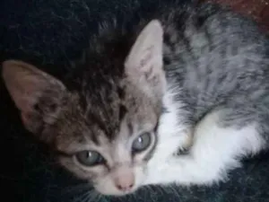Gato raça Cinza idade Abaixo de 2 meses nome Sem nome