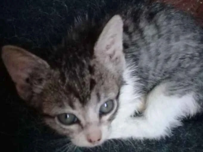 Gato ra a Cinza idade Abaixo de 2 meses nome Sem nome