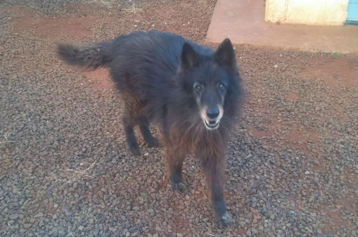 Cachorro raça Pastor Belga idade 6 ou mais anos nome Dragon