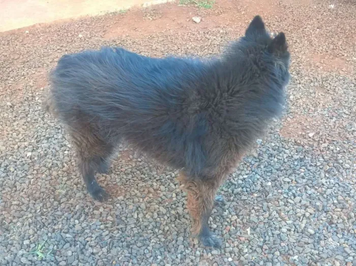 Cachorro raça Pastor Belga idade 6 ou mais anos nome Dragon