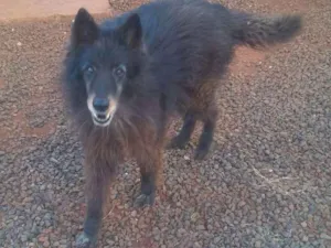 Cachorro raça Pastor Belga idade 6 ou mais anos nome Dragon