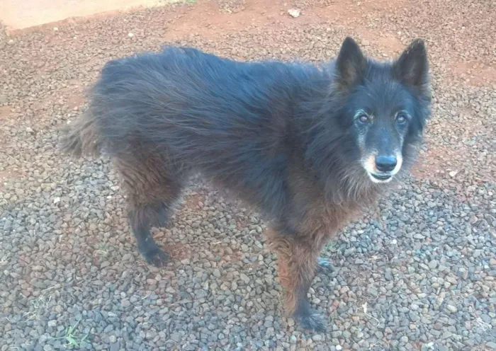 Cachorro raça Pastor Belga idade 6 ou mais anos nome Dragon