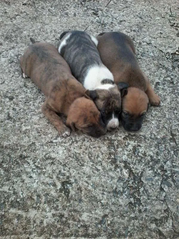 Cachorro raça não definida idade Abaixo de 2 meses nome sem nome