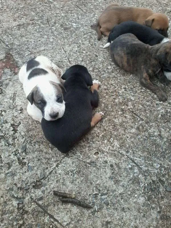Cachorro raça não definida idade Abaixo de 2 meses nome sem nome