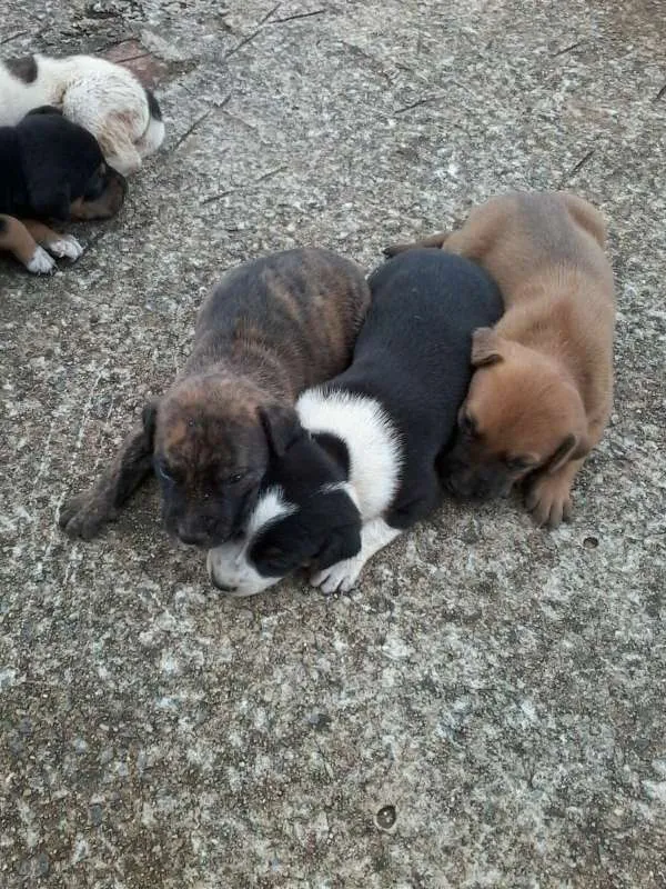 Cachorro raça não definida idade Abaixo de 2 meses nome sem nome