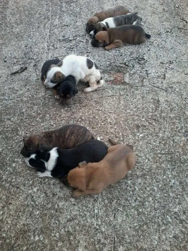 Cachorro raça não definida idade Abaixo de 2 meses nome sem nome