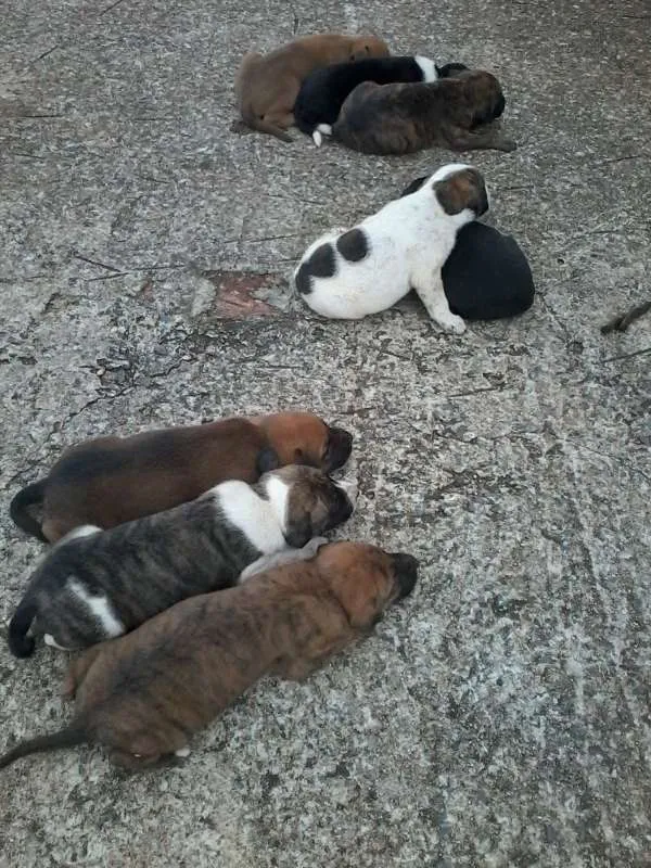 Cachorro raça não definida idade Abaixo de 2 meses nome sem nome