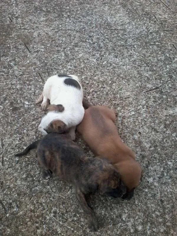 Cachorro raça não definida idade Abaixo de 2 meses nome sem nome