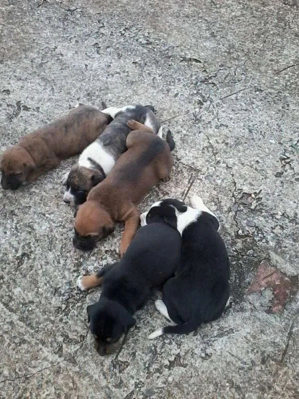 Cachorro raça não definida idade Abaixo de 2 meses nome sem nome