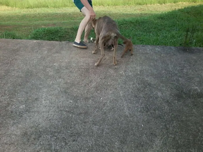 Cachorro raça não definida idade Abaixo de 2 meses nome sem nome