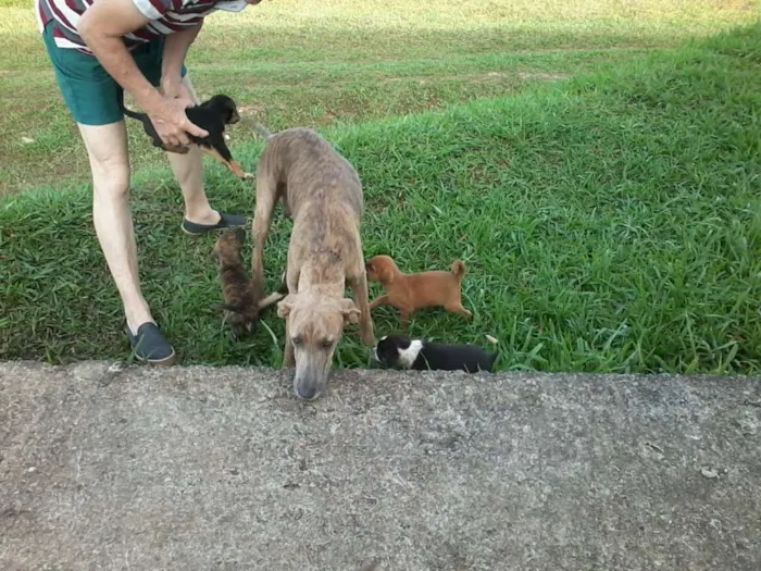 Cachorro raça não definida idade Abaixo de 2 meses nome sem nome