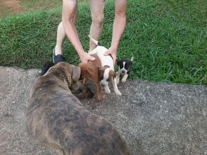 Cachorro raça não definida idade Abaixo de 2 meses nome sem nome