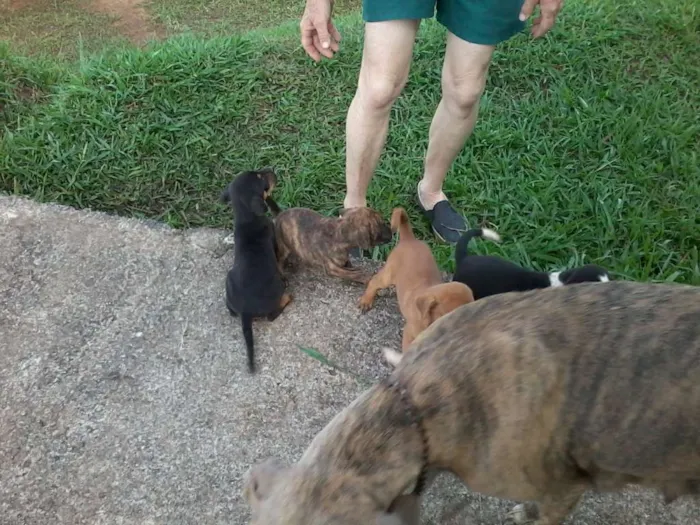 Cachorro raça não definida idade Abaixo de 2 meses nome sem nome