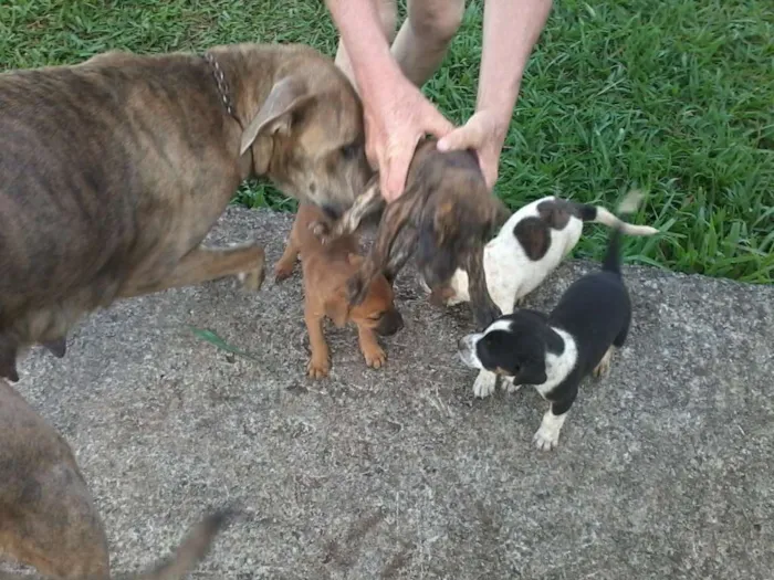 Cachorro raça não definida idade Abaixo de 2 meses nome sem nome