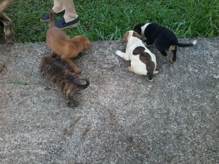 Cachorro raça não definida idade Abaixo de 2 meses nome sem nome