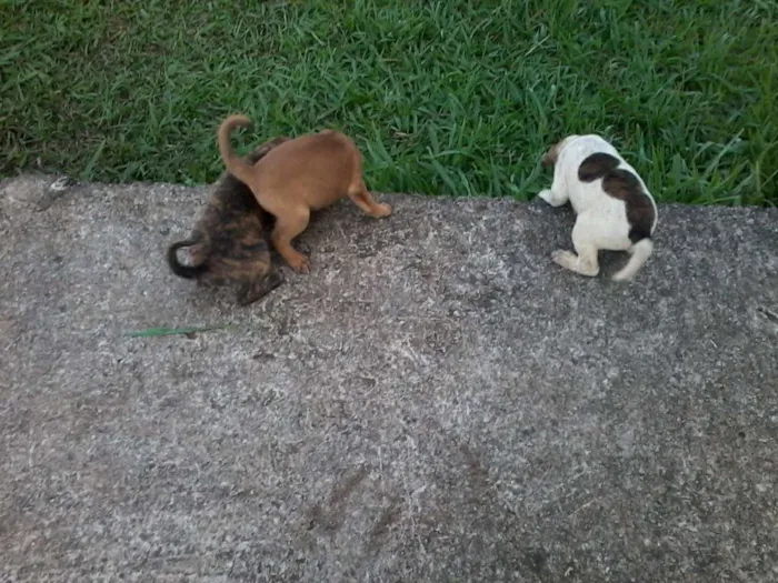 Cachorro raça não definida idade Abaixo de 2 meses nome sem nome