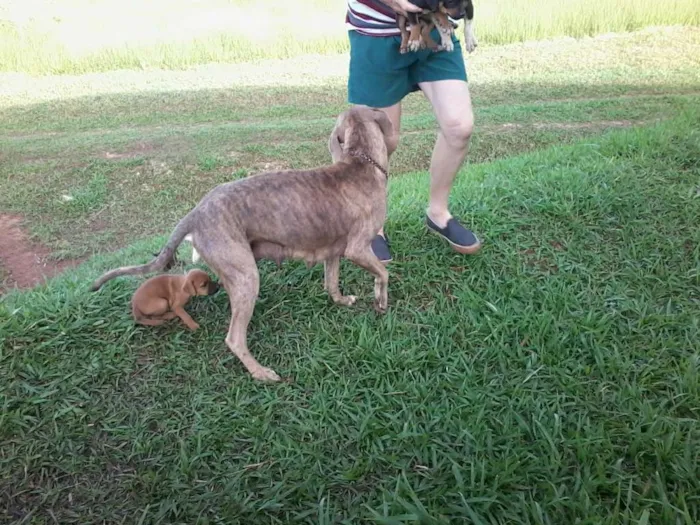 Cachorro raça não definida idade Abaixo de 2 meses nome sem nome