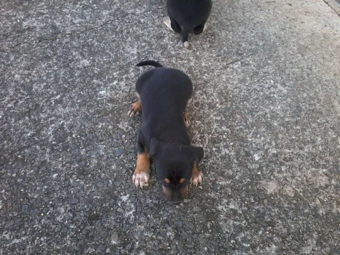 Cachorro raça não definida idade Abaixo de 2 meses nome sem nome