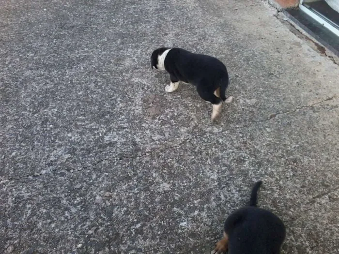 Cachorro raça não definida idade Abaixo de 2 meses nome sem nome