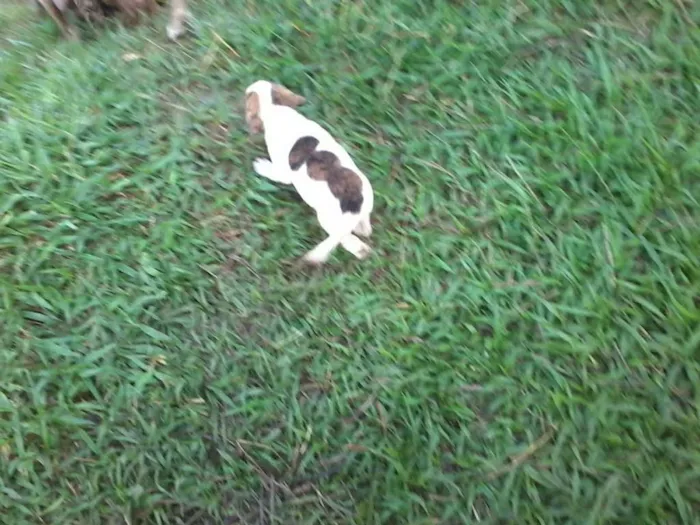 Cachorro raça não definida idade Abaixo de 2 meses nome sem nome