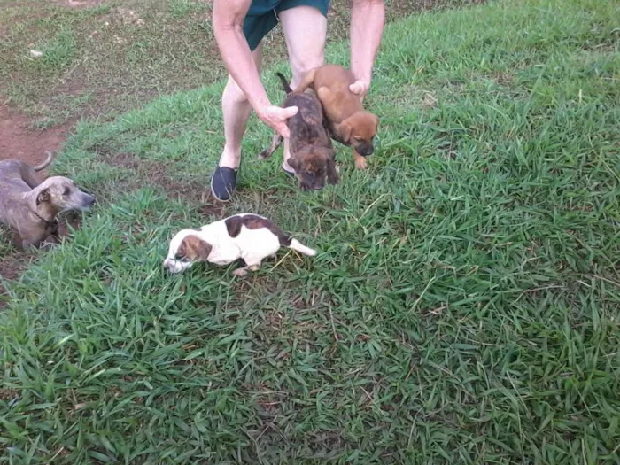 Cachorro raça não definida idade Abaixo de 2 meses nome sem nome