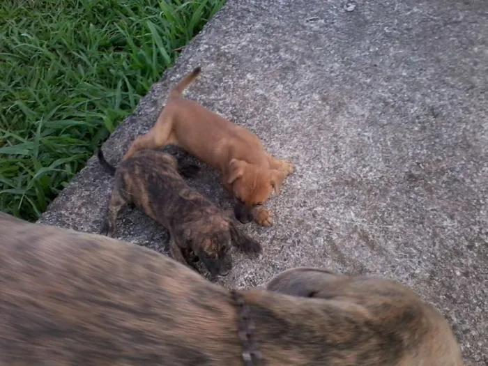 Cachorro raça não definida idade Abaixo de 2 meses nome sem nome