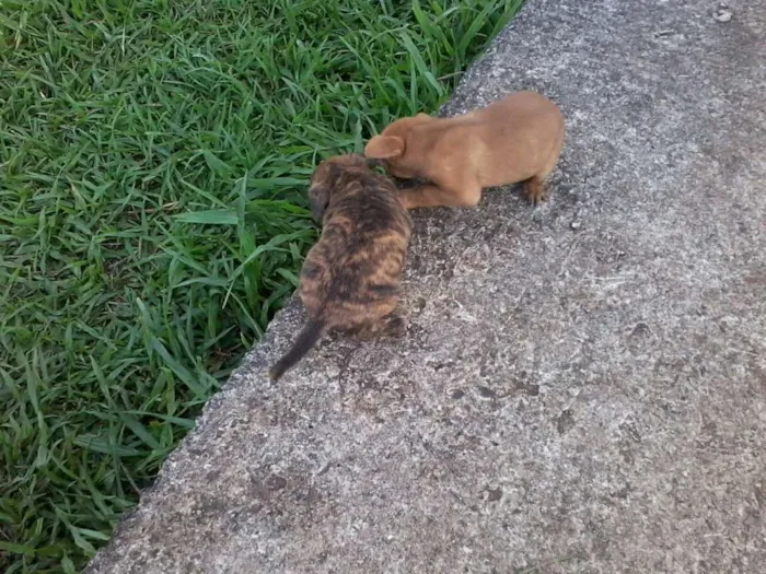 Cachorro raça não definida idade Abaixo de 2 meses nome sem nome