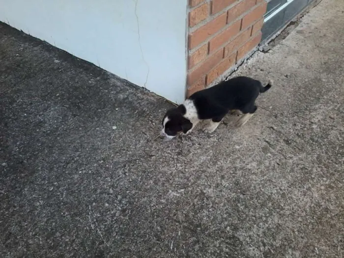Cachorro raça não definida idade Abaixo de 2 meses nome sem nome