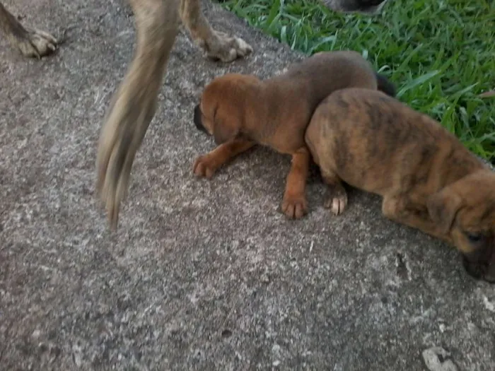 Cachorro raça não definida idade Abaixo de 2 meses nome sem nome