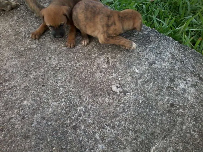 Cachorro raça não definida idade Abaixo de 2 meses nome sem nome