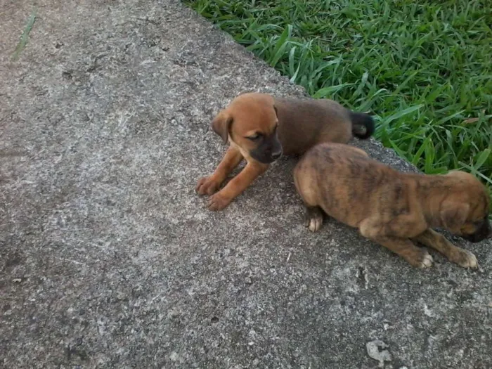 Cachorro raça não definida idade Abaixo de 2 meses nome sem nome