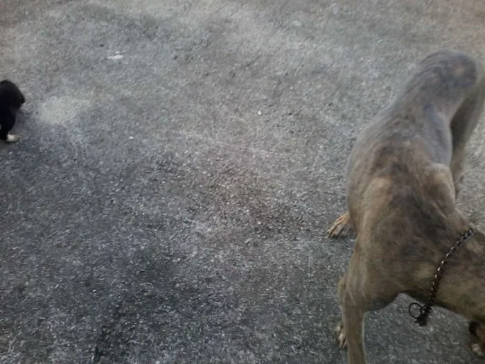 Cachorro raça não definida idade Abaixo de 2 meses nome sem nome