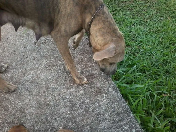 Cachorro raça não definida idade Abaixo de 2 meses nome sem nome